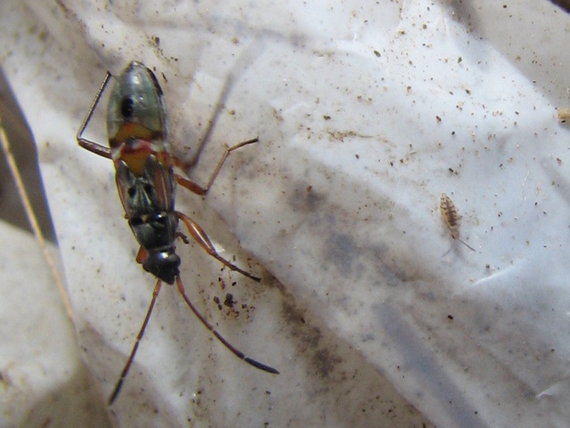 Lygaeidae: ninfa di Beosus quadripunctatus - Lombardia (BG)